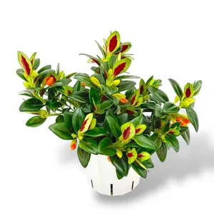 Goldfish Plant, 4 Inch Pot, Live Flowering House Plant
