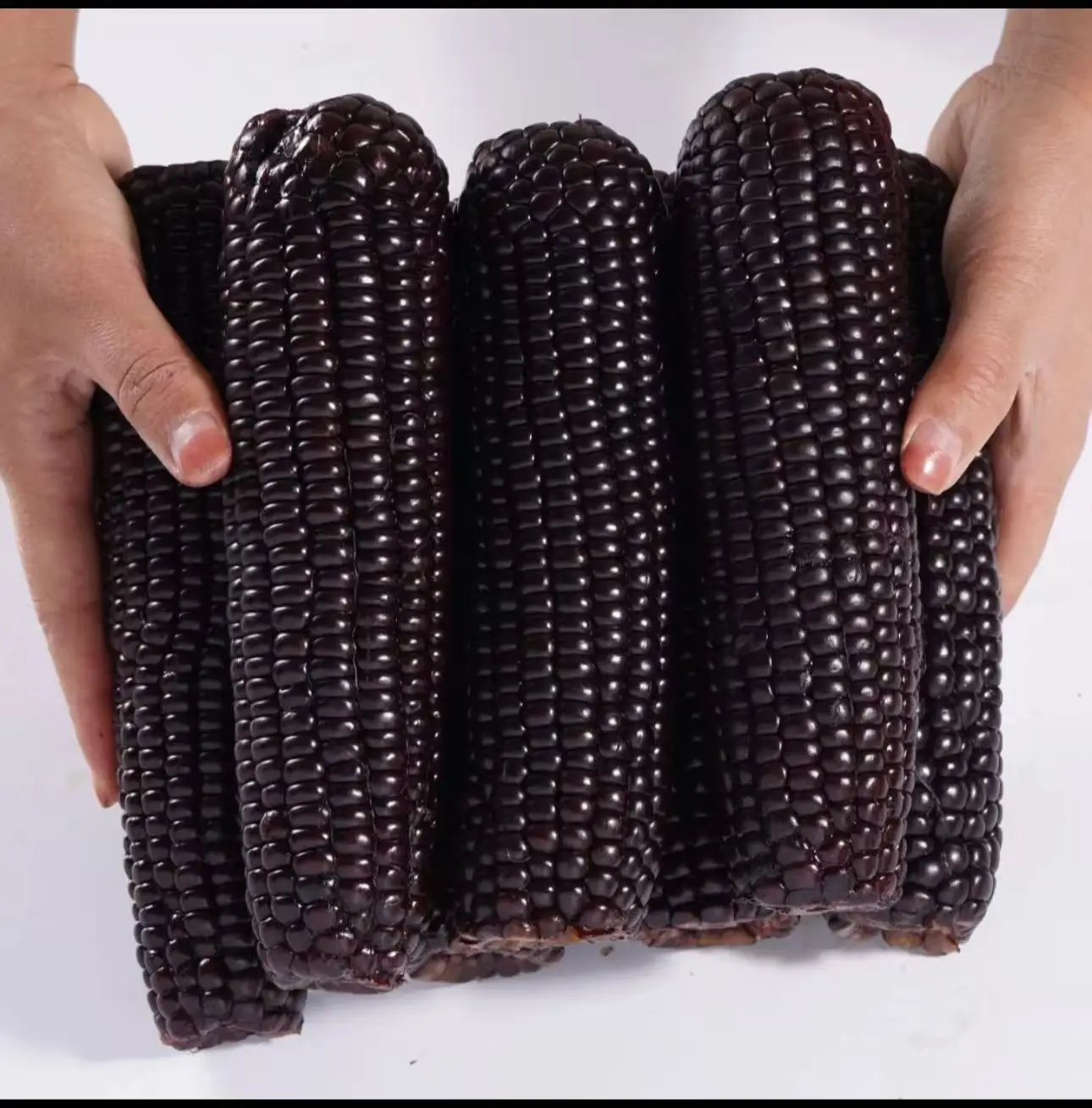 50+pcs Black Corn Heirloom Seeds - Non-GMO, Open-Pollinated, Flour Corn - Untreated Seeds for Exquisite Culinary Creations