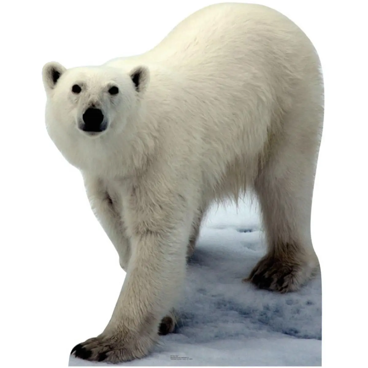 Advanced Graphics  Polar Bear Life-Size Cardboard Stand-Up, Decor, Wall, Wall Mount, Corrugated Card