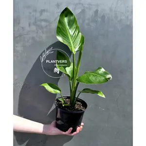 PlantVers Bird of Paradise in 6” Nursery Pot - Strelitzia Nicolai - Tropical Indoor Floor Plant - Large Leaf Houseplant - Easy Care