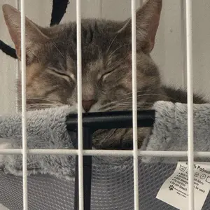 Pomesea Desk Pet Hammock Large Cat Bed for Cats,Calming Cat & Dog Bed for Small Dogs, Anti-Anxiety, Glow in The Dark,Soft Elevated Cat Bed for Indoor Pets