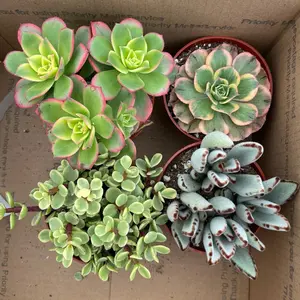 4 Pack Outdoor Colorful Succulents Bedroom sculpture