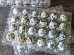 Arizona Local Quail Eggs- 12ct