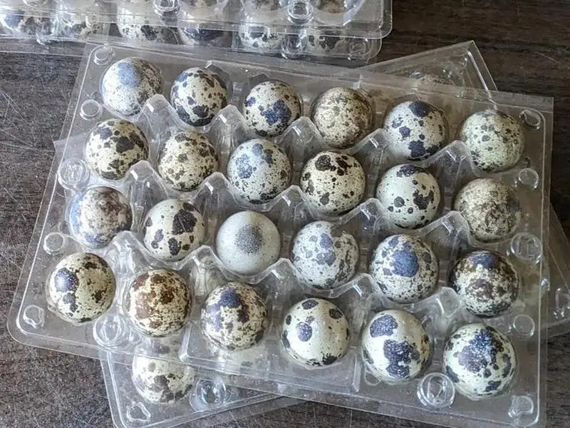 Arizona Local Quail Eggs- 12ct