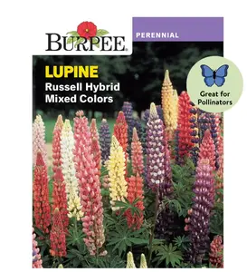 Burpee Russell Hybrid Mixed Colors Lupine Seeds, Perennial Flower Seeds, 1g, 1-Pack New Annual