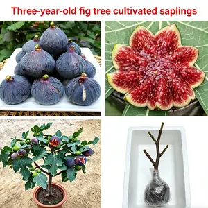 Cold-Hardy Dwarf Fig Tree (Live Plant) - Grown from 3-Year-Old Mature Cuttings for Faster Fruiting - Perfect for Pots, Balconies, and Patios (Not Seeds)