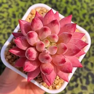 Echeveria ‘Cherry’  Live Bare-Root Red Succulent | Vibrant Color | Home Decor | Holiday Aesthetic | Trending Plant Gift”