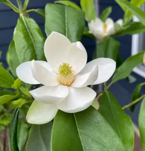 SWEETBAY MAGNOLIA Tree Magnolia Virginiana Shrub 4" pot 2-3'Tall