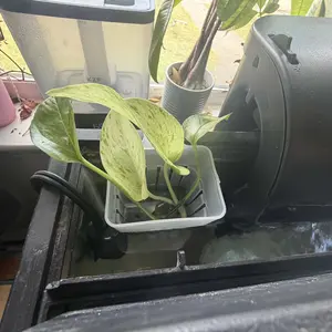 Craftsboys 4 Pcs Clear Acrylic Aquarium Plant Holder for Fish Tanks Top Hanging Planter with Hook Adjustable Cup for Semi Aquatic Plants