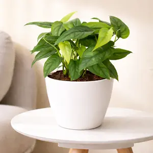 Monstera 'Siltepecana'