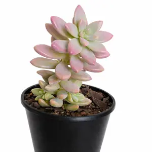 Sedeveria 'Pink Granite'