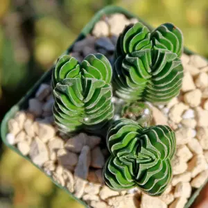 Crassula Buddha's Temple Crassula Buddha's Temple