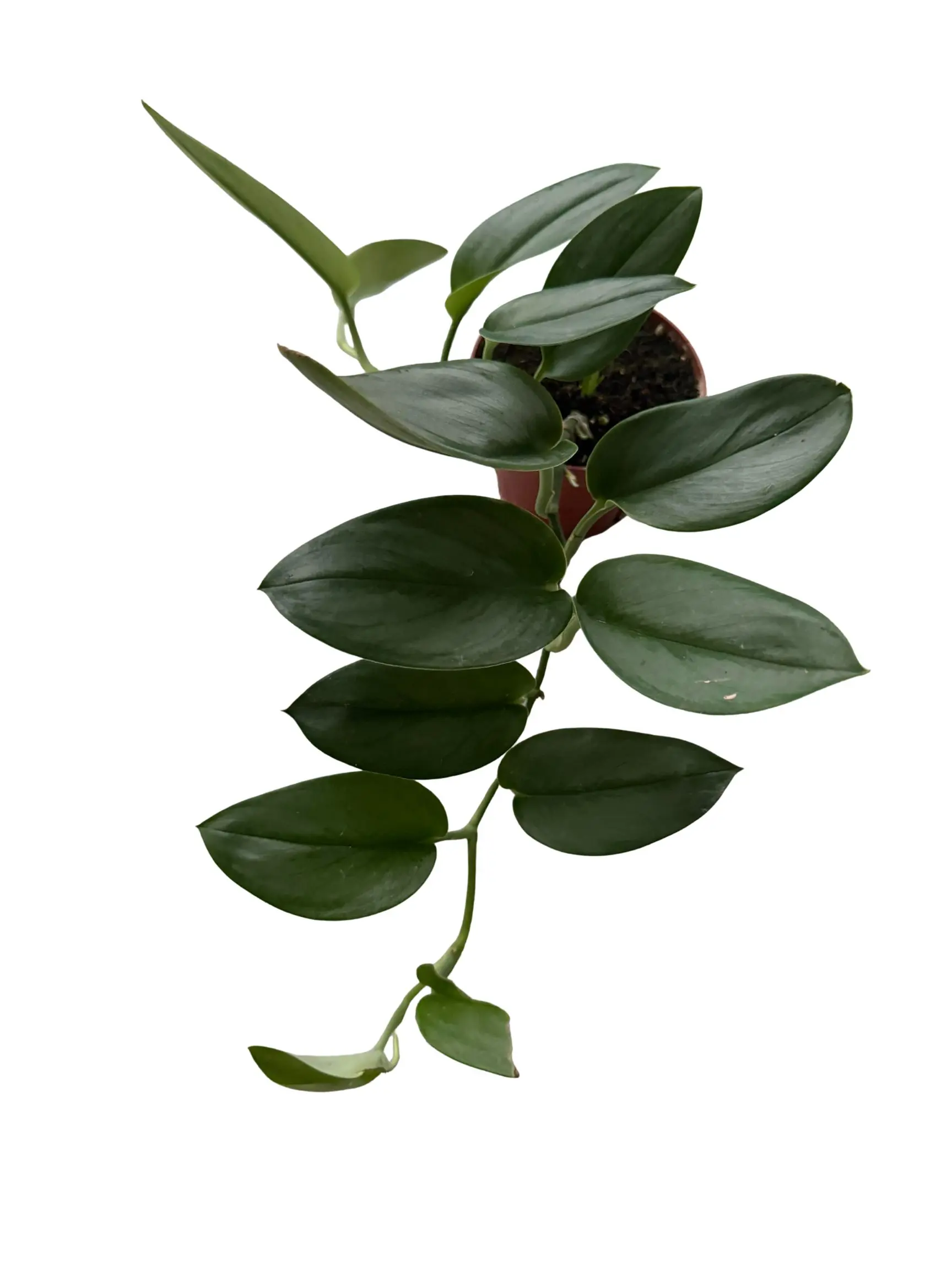 4" Scindapsus Treubii 'Moonlight' – Rare Silver Satin Climbing Plant