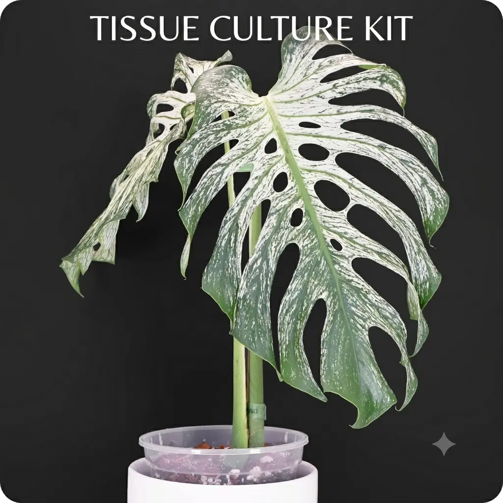 RARE EXCLUSIVE: Monstera Devil Tissue Culture Kit | Includes Self-Watering Dome + Pon | Lab Grown | Pest Free
