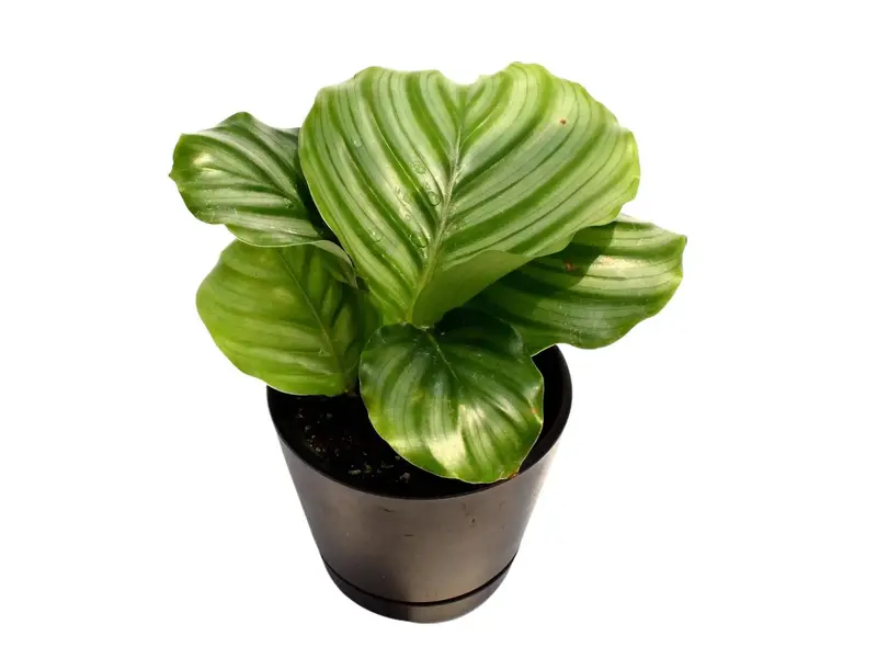 song of india dracena Dracaena reflexa 'Song of India' main image 0