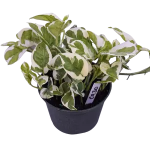 Pothos N’Joy Live Plant | Beginner Friendly | Easy Care Houseplant