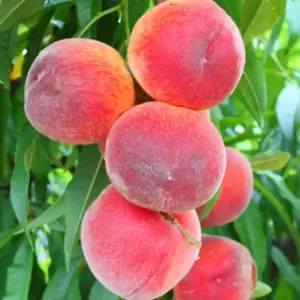 10+ Heirloom Dwarf Peach Tree Plant Seeds for Lush Home Gardens - Non-gmo Garden Seeds for Exotic Fruiting Trees