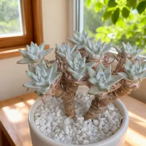 Dudleya gnoma S.W.McCabe  Mini Tree-Shaped Succulent | A Healing Green Touch — Your Little Forest on the Desk