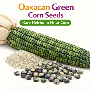 Oaxacan Green Corn seeds, Heirloom Untreated Open Pollinated Seeds, Packets of 25 seeds, Green flint corn for corn meal & popcorn