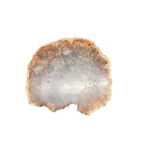 27.3 lb Fossil Wood Quartz Hedgehog Sculpture — Artisan Mineral Statement Piece | CrystalCloud Company