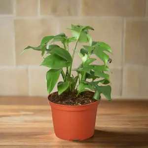 Philodendron Mini Monstera Minima