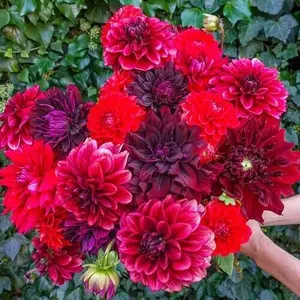 Green River 25 Stark Raving Red Dahlia Seeds - Flower Seed Pack, Bold Crimson Petals, Perennial Garden Accent, Striking Color For Cut Bouquets, Ideal For Pollinator Gardens