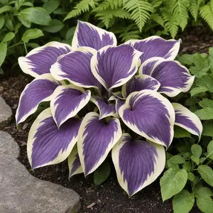 300 premium purple variegated hosta seeds, high germination, ideal perennial shade garden border