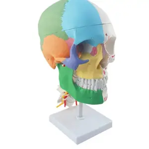 Life-Size Skull Model with Nerves and Vessels