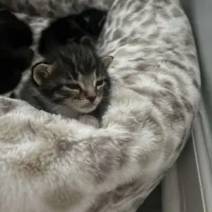 【Already have 10K favorites】Cat Window Perch，Easy to Assemble For Large Cats & Multi-Cat Homes，Cat Window Hammock – Mess-Free Waterproof Cats Window，Indoor Cat Seat,Suction Cup Pet Hanging Bed，Comfortable Sunbathing Lounger for Indoor Cats