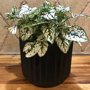 Black Ribbed Planter