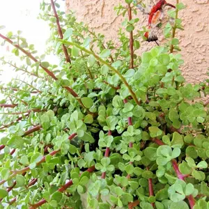 Portulacaria Afra Elephant Bush Succulent Dwarf Jade Live 2 Rooted plants