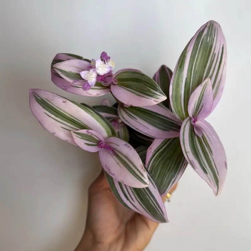 Tradescantia Nanouk 4" Pot House Plant Indoor with Green Leaves Water Every Two Weeks for Indirect Light