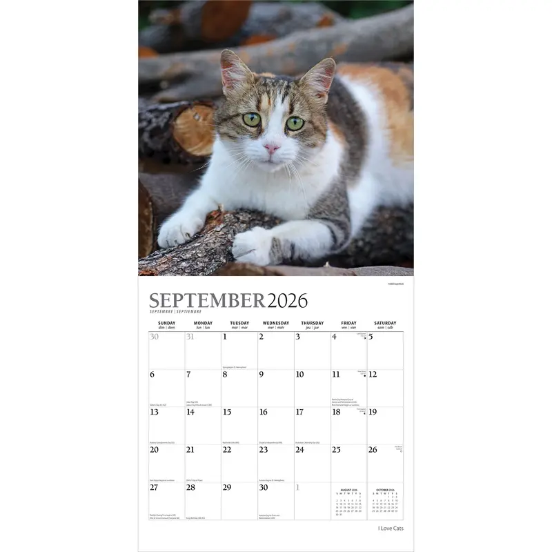 I Love Cats | 2026 12 x 24 Inch (Hanging) Monthly Square Wall Calendar | Foil Stamped Cover | Plato | Feline Kittens Pets 3