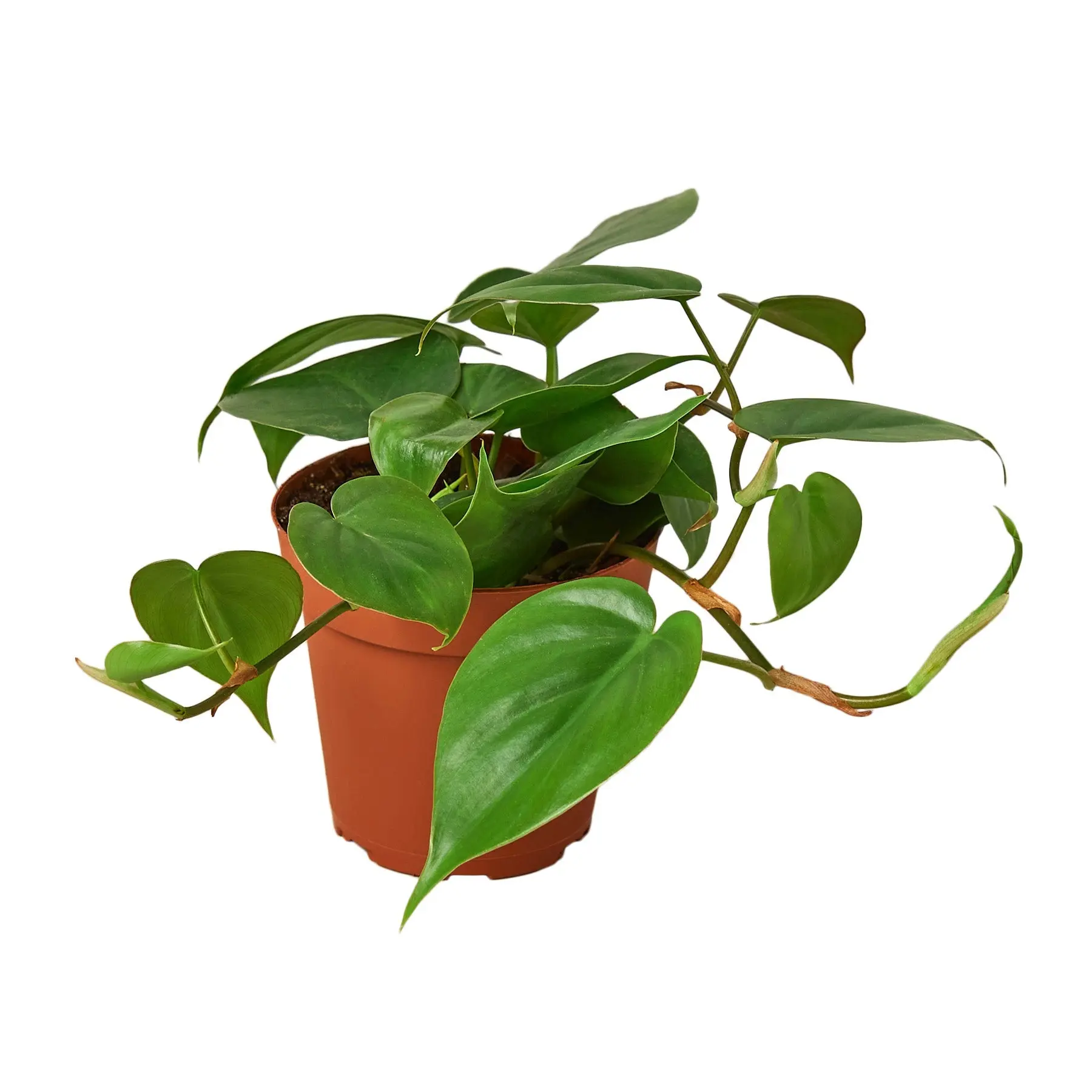 Philodendron Cordatum 'Heartleaf', Philodendron Hederaceum, Live Houseplant, Indoor Plant
