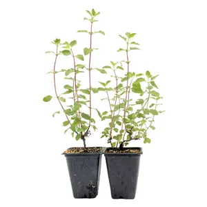 Hot Lips Sage in 3.5” Nursery Cubes (Salvia microphylla ‘Hot Lips’)