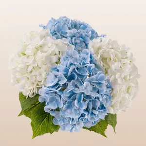 Hydrangea White & Blue Combo - 30 Stems Fresh, 6-6.5" Bloom, 60-65cm Stem, Year-Round Availability, 5-8 Day Vase Life, Farm-Direct Quality