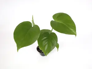 Monstera Deliciosa 2” Potted Live Plant - Swiss Cheese Plant - Iconic Houseplant - Tropical Gift - Unique Indoor Plant - Fenestrated Foliage - Heart Shaped Leaves - Climbing Vine - Statement Greenery - Interior Design Favorite