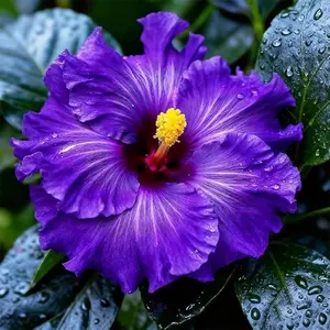 Mixed Giant Hibiscus Seeds for Planting Flowers Perennial Flower Outdoor Home Garden Flower