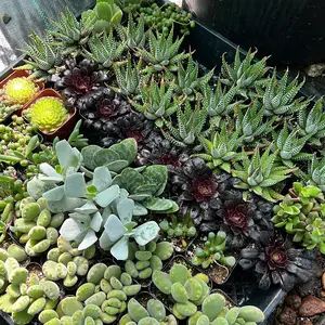 8 Random Succulent Plants | Starter Plants | Growers Choice