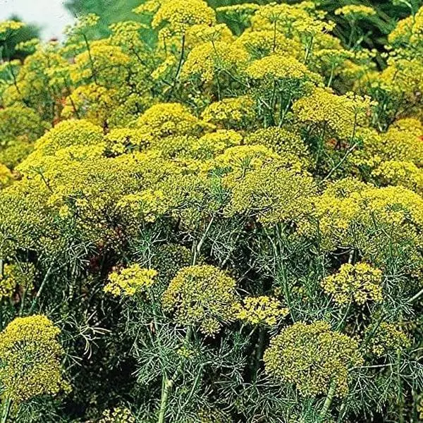 Dill Herb Plant Seeds, 3-Pack (3000 Total) - Anethum graveolens Non-GMO Heirloom Seeds, Easy to Grow for Companion Planting, All Seasons Both Indoors/Outdoors in Midwest/Southwest Home Garden Containers