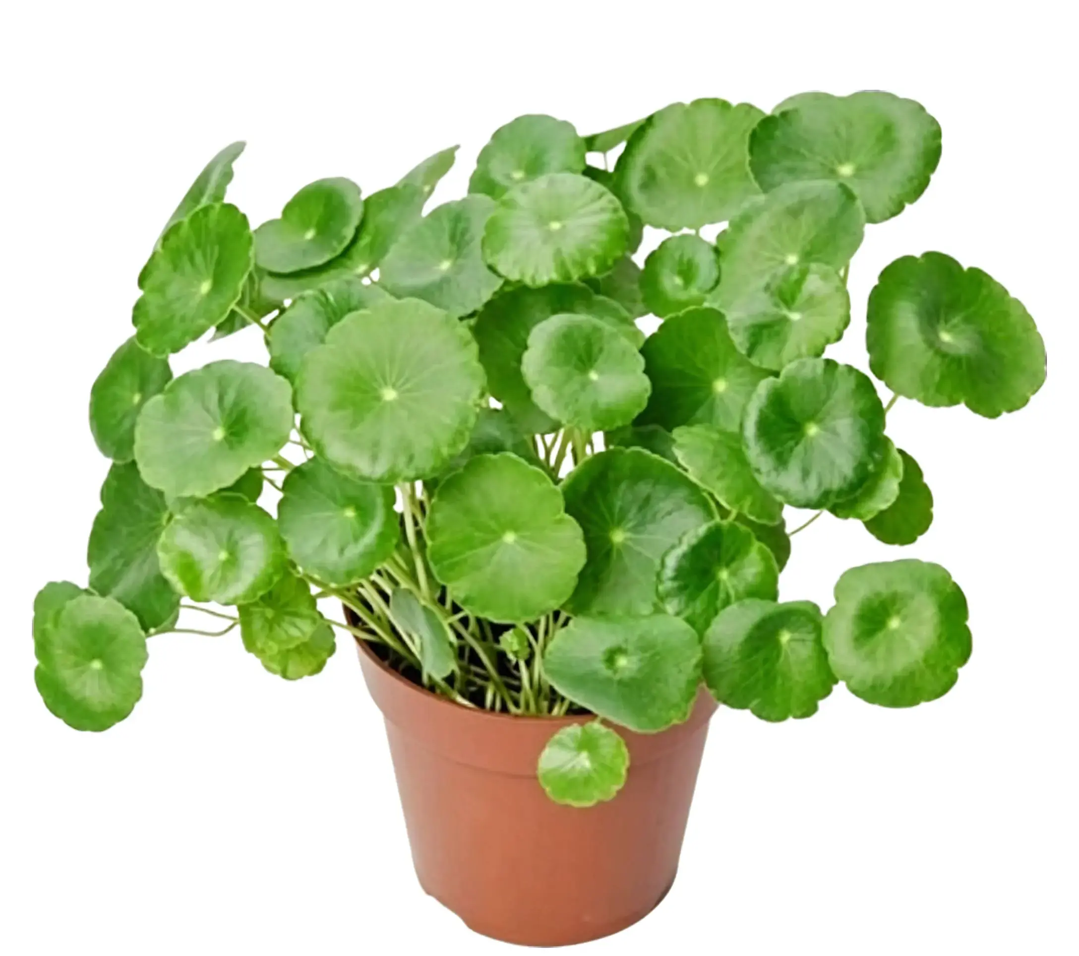 CHUXAY GARDEN Rich Copper Money Plant Seeds 100 seeds, Large Leaves  Hydroponic Seeds, Sow All Seasons, Hydroponic Plant, Flower Pot Planting,  Indoor Evergreen Seeds - TikTok Shop