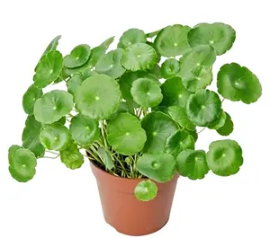 CHUXAY GARDEN Rich Copper Money Plant Seeds 100 seeds, Large Leaves Hydroponic Seeds, Sow All Seasons, Hydroponic Plant, Flower Pot Planting, Indoor Evergreen Seeds