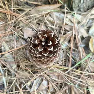 ALL NATURAL PINECONES FROM ORGANICALLY GROWN TREES