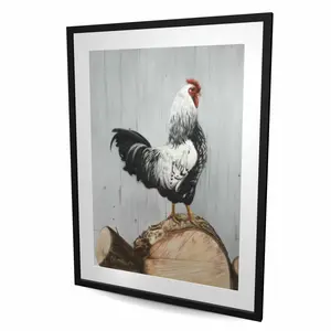 Begin Home Decor C1FM3648J9GAP2 36 x 48 in. Wyandotte Rooster - Framed Matted Print Wall Art - Home Decor Art