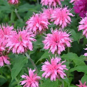 1000 Pink Bee Balm Seeds – Vibrant Monarda Blooms for Pollinator-Friendly Cottage Gardens