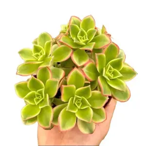 Live Aeonium Kiwi Plant - Rosette Succulents with Pups Plant - 4 Inch Pot