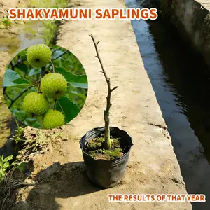 Easy Tropical Gardening  Sugar Apple Tree That Actually Grows!”