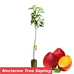 High-quality nectarine seedlings, fast-growing sweet fruit trees