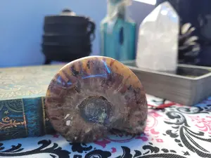 Rainbow Ammolite Conch #3