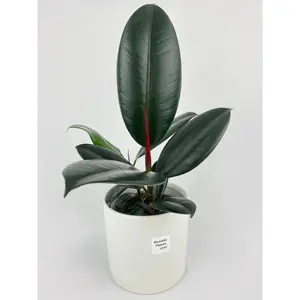 Ficus Elastica Black Burgundy Rubber Plant